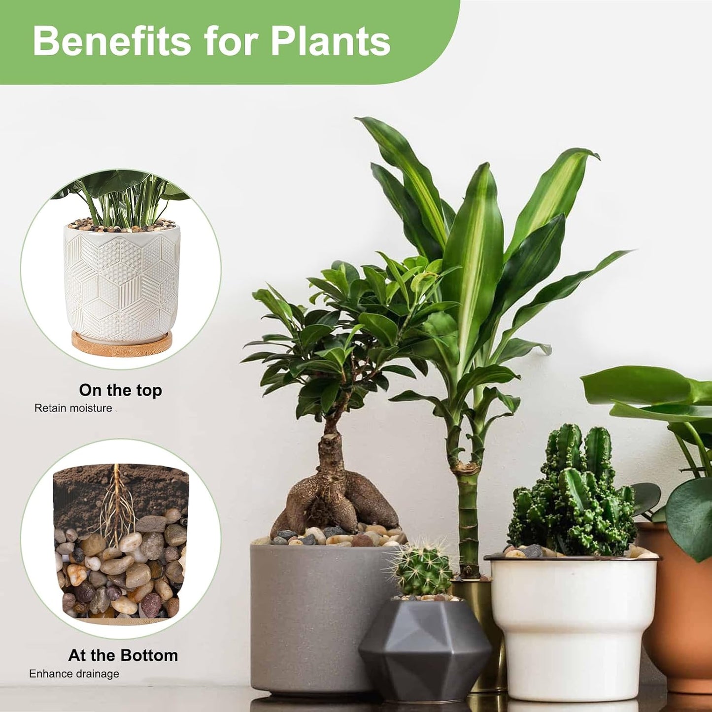 Decorative Plant Pebbles